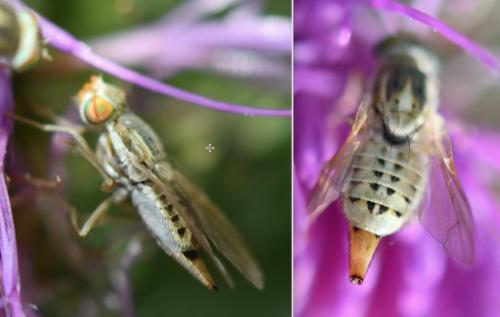 Terellia serratulae